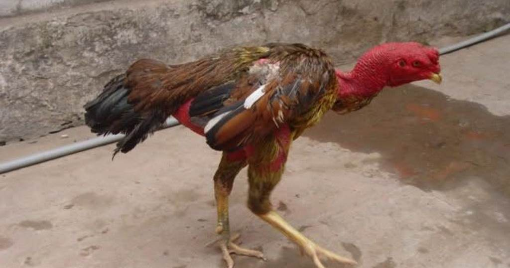 Khám phá bệnh Gumboro: Mối nguy hiểm tiềm ẩn đối với gà chọi và cách đối phó hiệu quả - zgreen.com.vn