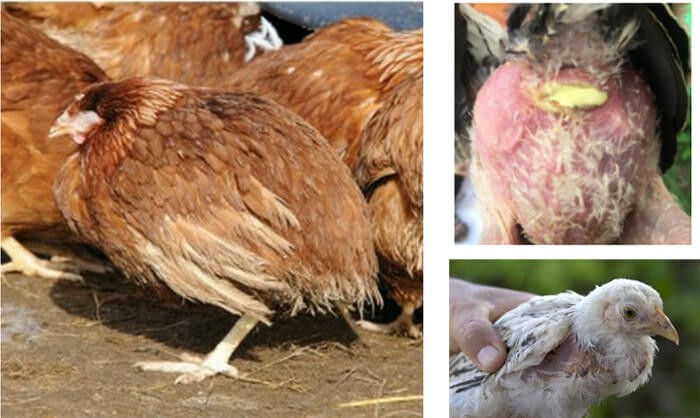 Bệnh Gumboro ở gà (Infectious Bursal Disease) - Tập đoàn Đức Hạnh Marphavet  BMG