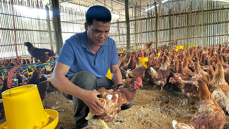 Chăn nuôi gà an toàn sinh học: Hướng dẫn phát triển bền vững - Tin tức chăn nuôi - Tạp chí chăn nuôi Việt Nam