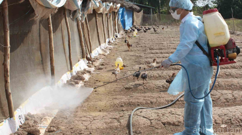 Hướng dẫn thực hiện an toàn sinh học trong chăn nuôi