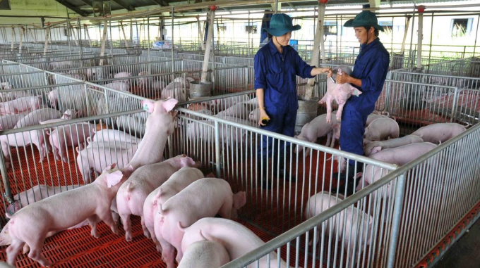 Những lưu ý căn bản về chăn nuôi an toàn sinh học - Chăn nuôi Việt Nam