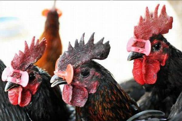 Cách phòng và trị bệnh đốm đen, chấm đen ở gà - Tiến Thắng Vet