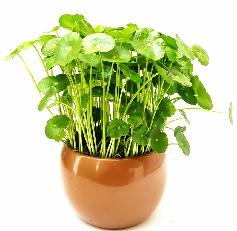 Đặc điểm của Centella asiatica trong việc cải thiện phong thủy