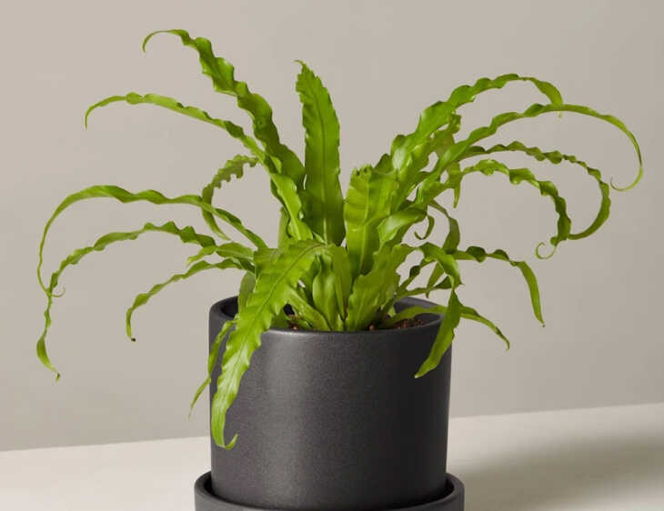 Ý nghĩa phong thủy cây ổ phụng