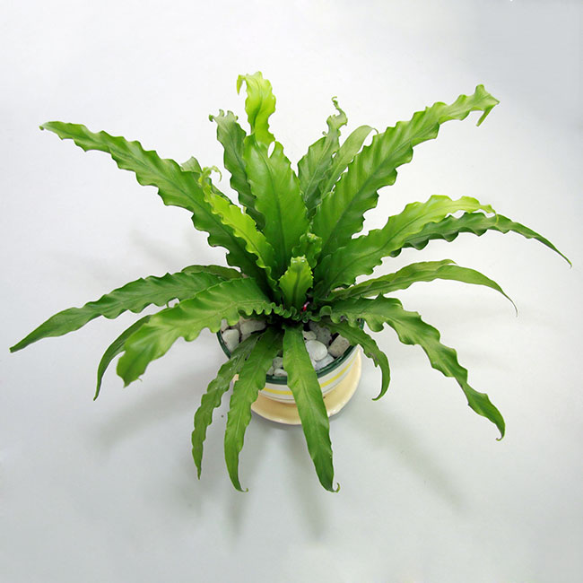 Chăm sóc cây ổ phụng