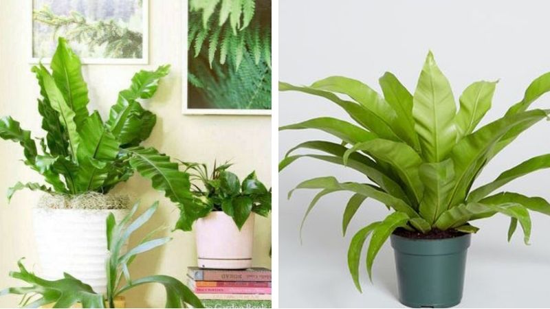 Đặc điểm cây ổ phụng